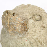 The Roar paper mache sculpture 6